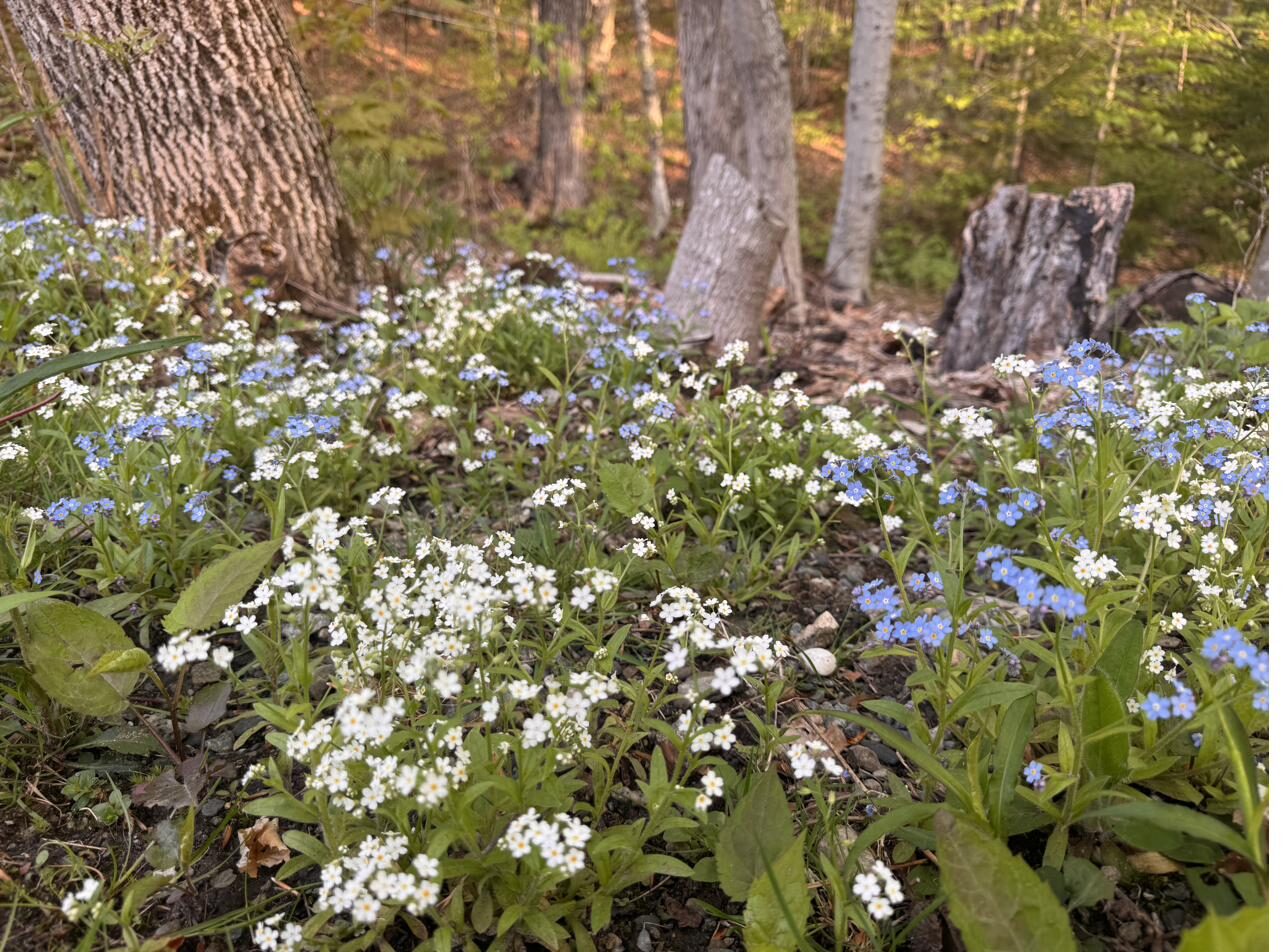 Forget-me-nots blooming in the Vermont woods in spring